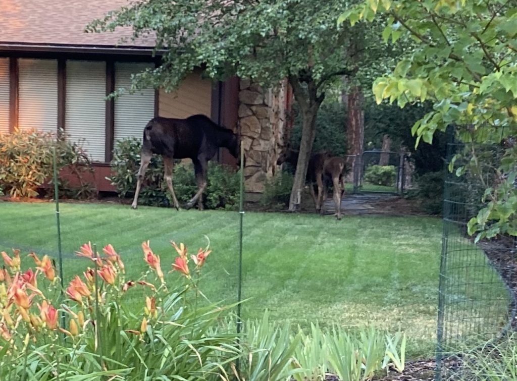 Week 4 Moose
